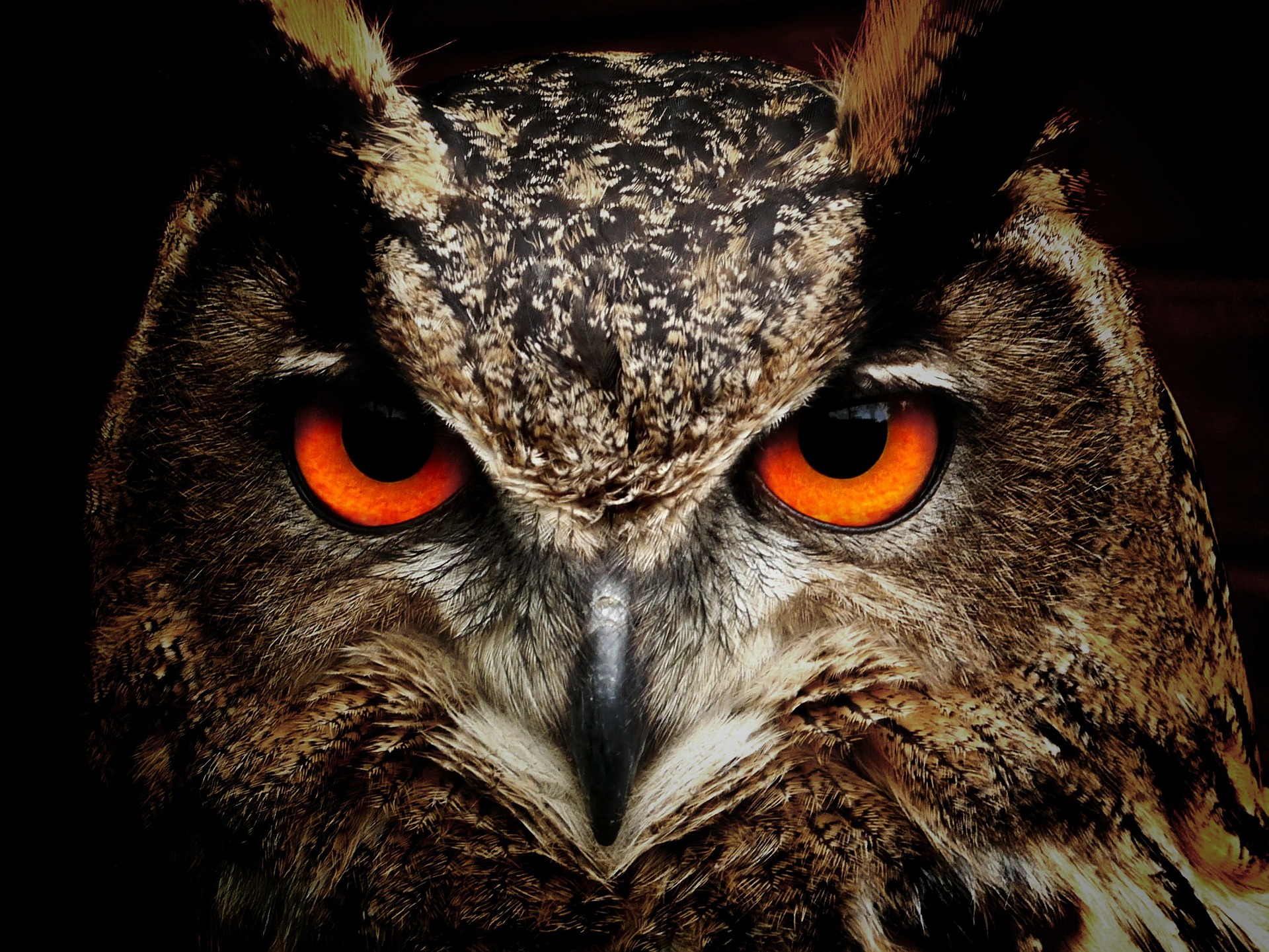 Unit 01: As wise as an owl.